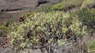 2022-04-GranCan-Agaete-Trekking_view-PM-NN-027.JPG